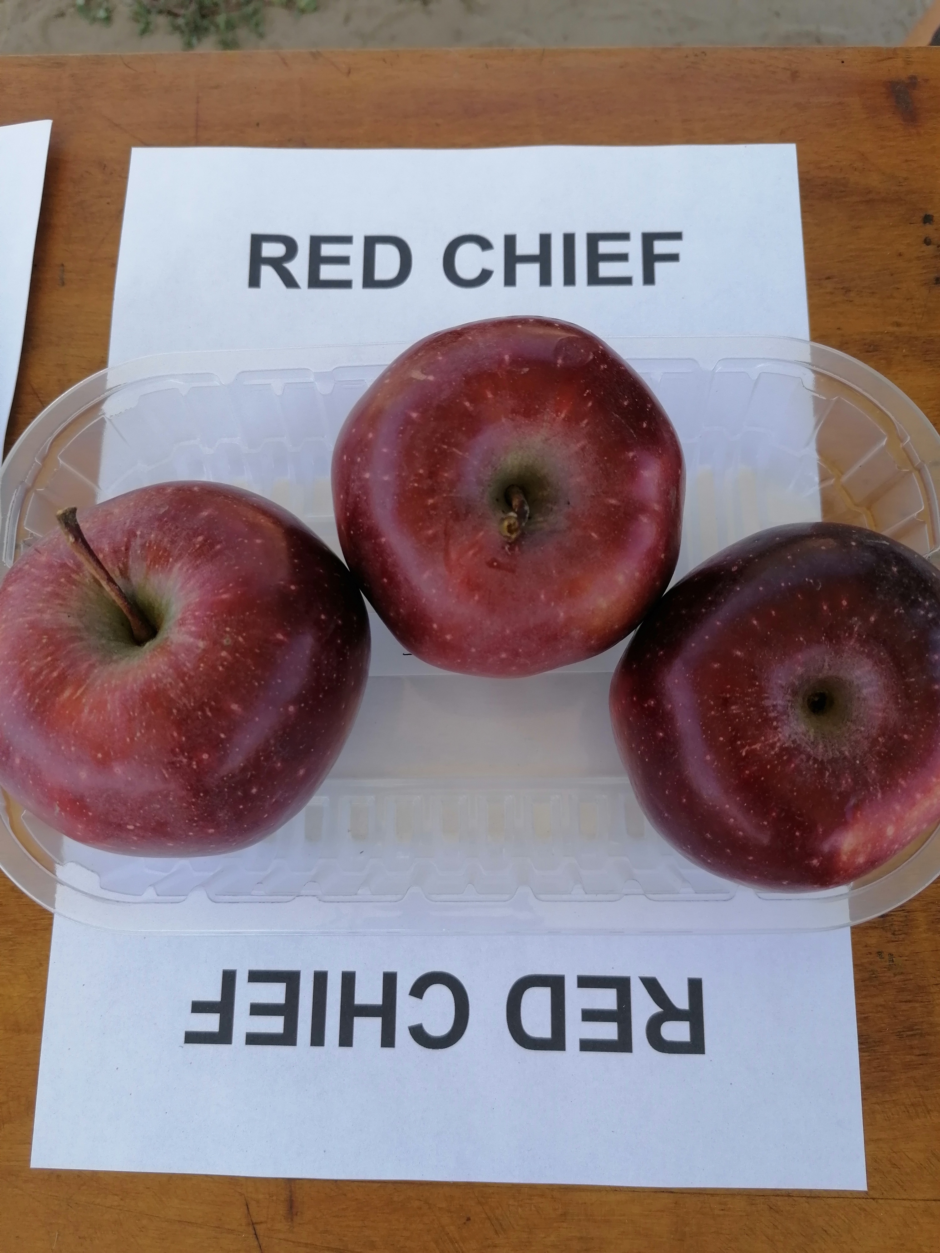 Red Chief (Campbell Delicious) almafa